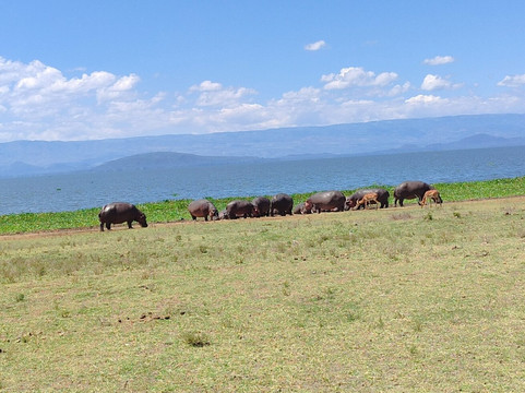 Crescent Island Game Sanctuary-奈瓦夏必去景点