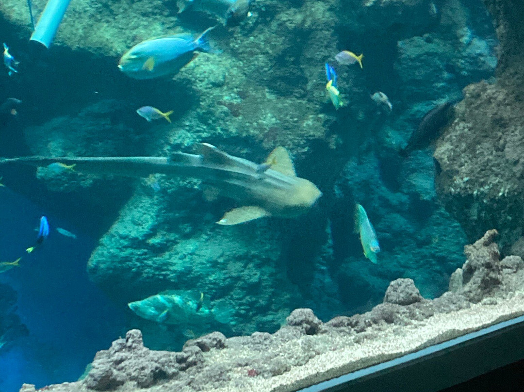 Aquarium de Lyon-La Mulatiere必去景点