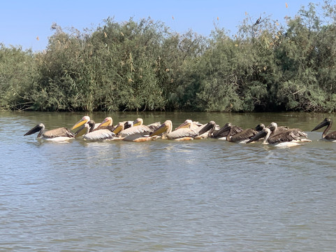 朱吉鸟类保护区-圣路易必去景点