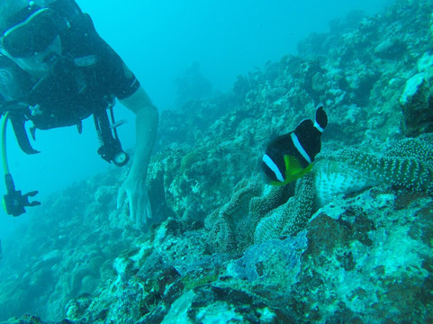Dive Passion Mauritius-卓得多斯必去景点