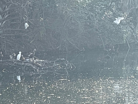 奥杜邦公园-新奥尔良必去景点