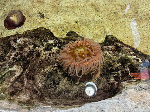 OdySea Aquarium-斯科茨代尔必去景点