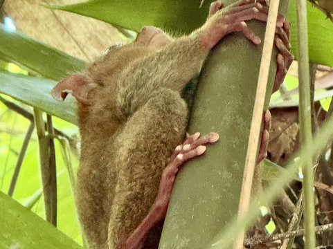 菲律宾眼镜猴及野生动物保护区-Corella必去景点