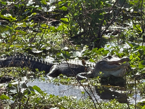 Grape Hammock Airboat & Alligator Tours-莱克威尔士必去景点