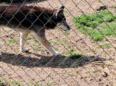 Animal Park NC-伯灵顿必去景点