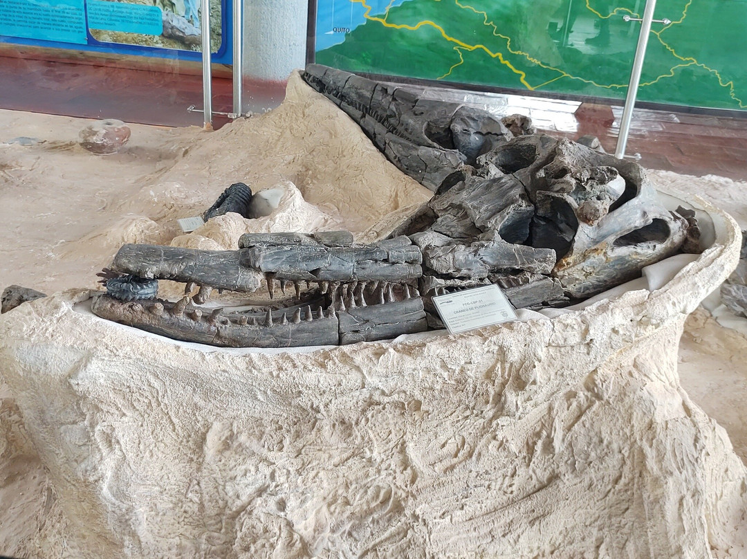 Museo Paleontologico de Villa de Leyva-莱瓦镇必去景点