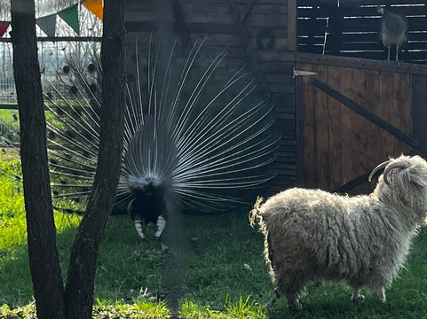 Family Park-Felizzano必去景点