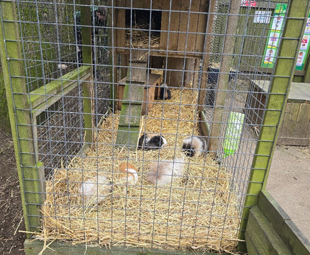 Bridlington Animal Park-布里德灵顿必去景点