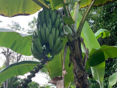 Libélula Finca Agroecológica-Manglaralto必去景点