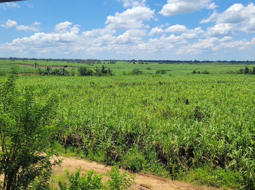 乌达瓦拉维大象足迹酒店主图