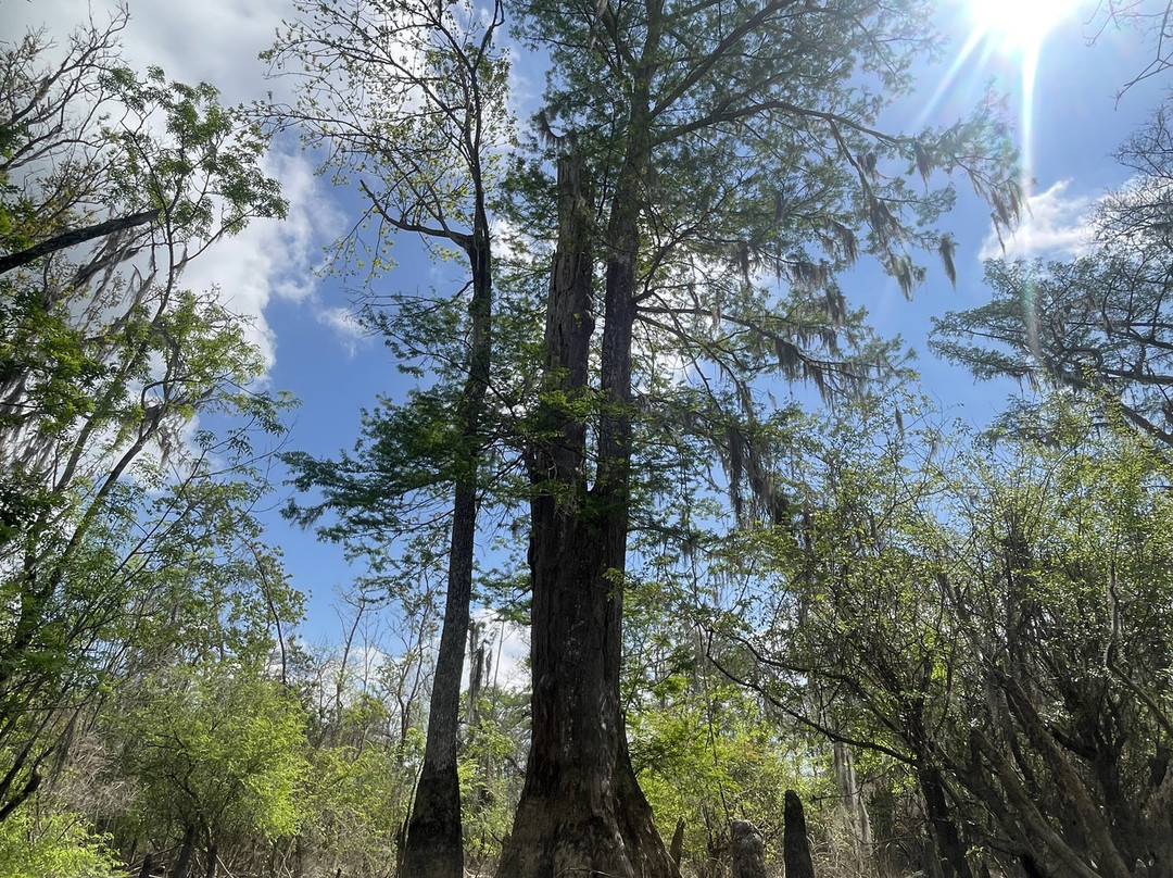 Honey Island Kayak Tours-Pearl River必去景点