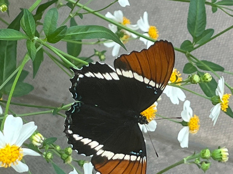 The London Butterfly Gardens-贝克斯利希斯必去景点