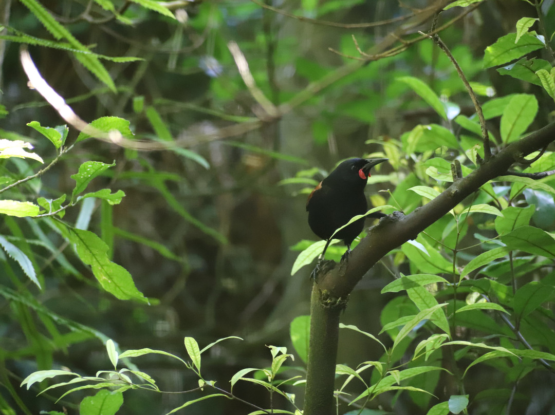 Pūkaha National Wildlife Centre-马斯特顿必去景点