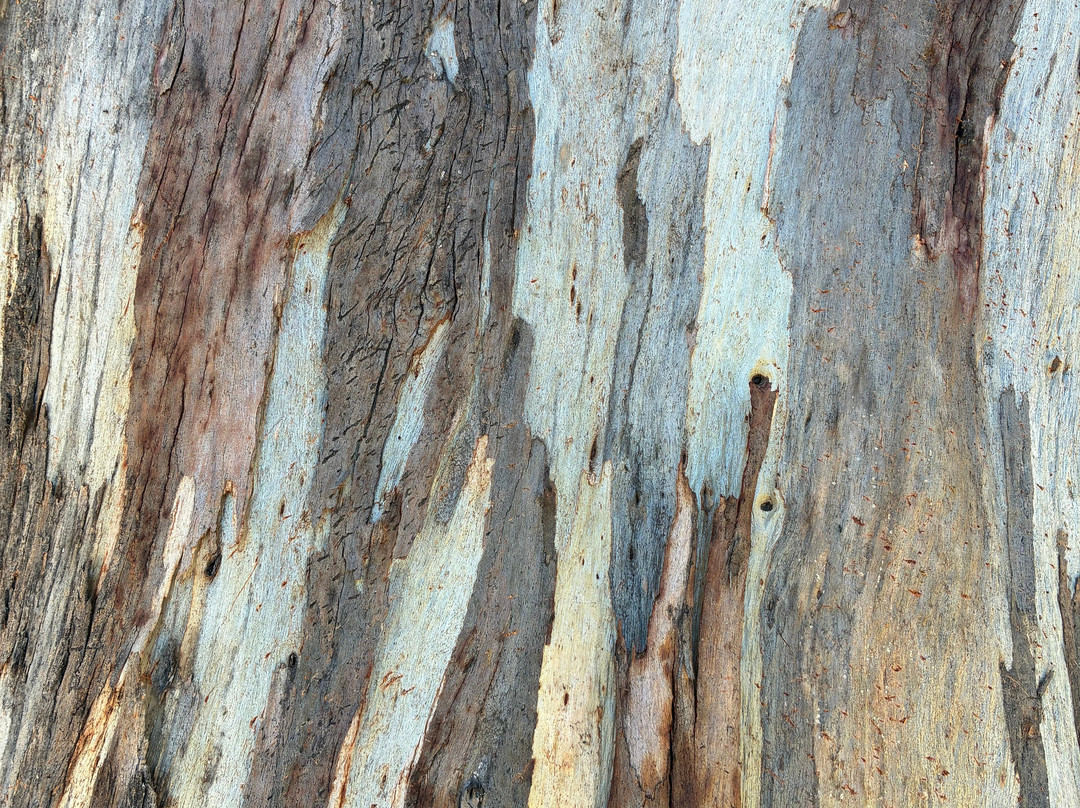 Adelaide Park Lands-阿德莱德必去景点