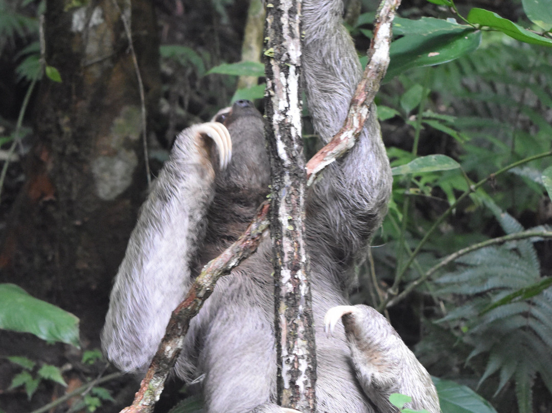 Deepgreen Eco tours-Naranjo必去景点