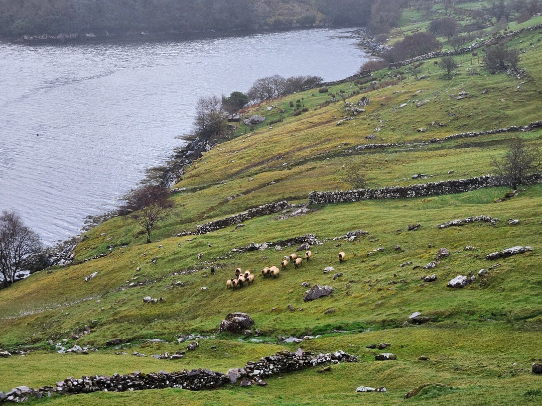 Killary Sheep Farm-Leenane必去景点