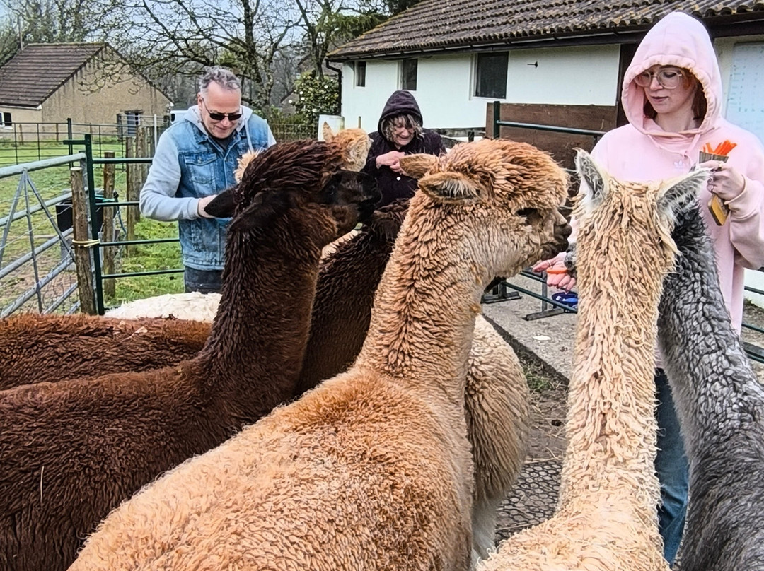 Reservoir Alpacas-Chard必去景点