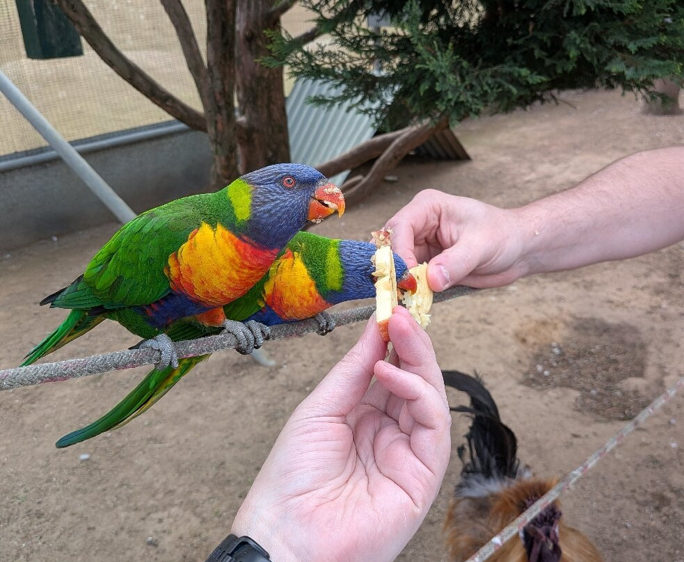 Canberra Walk in Aviary-尼克斯必去景点