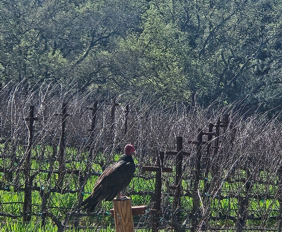 Opolo Vineyards-帕索罗布尔斯必去景点