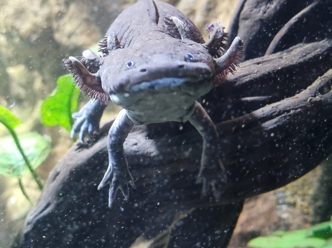 Bioparc Fuengirola-福恩吉罗拉必去景点
