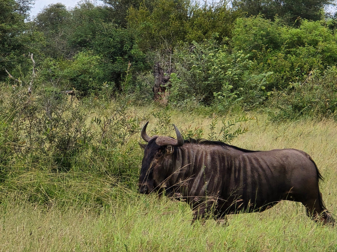 Wild Wings Safaris-克鲁格国家公园必去景点