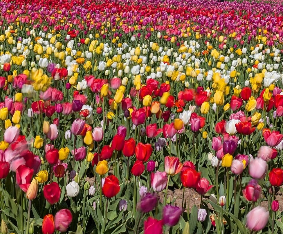 Tulleys Tulip Garden - Warwickshire-沃里克必去景点