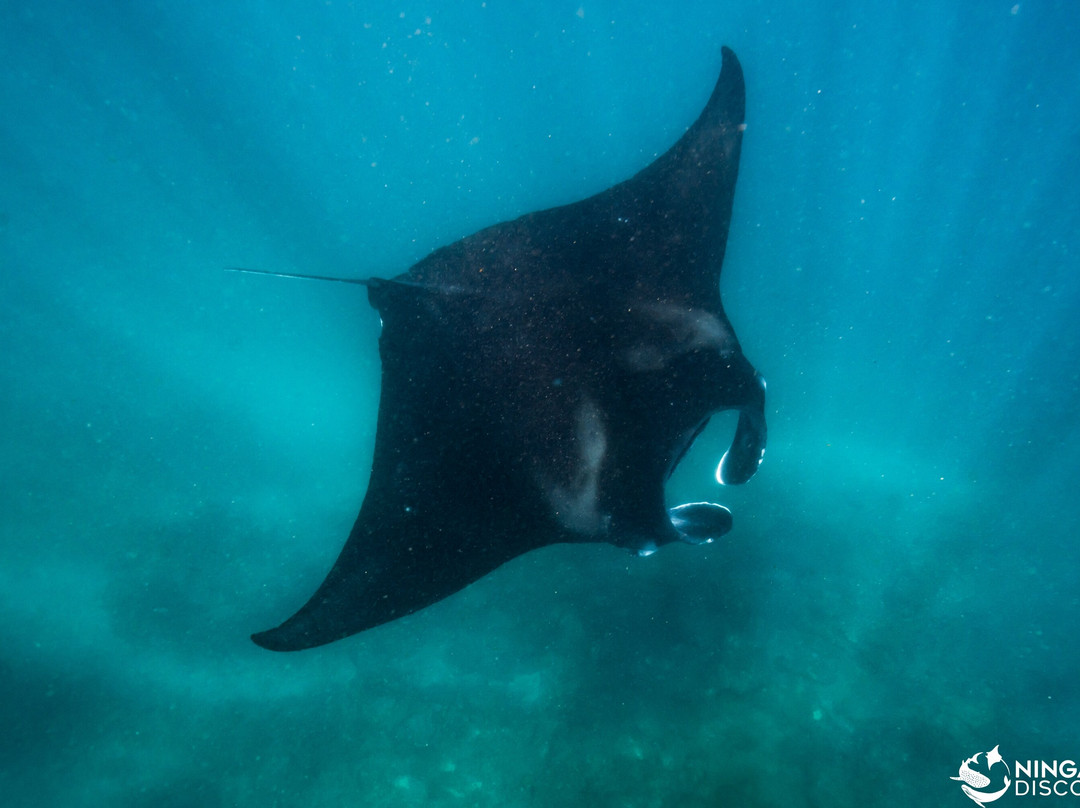 Ningaloo Discovery Whale Shark Tours-埃克斯茅斯必去景点