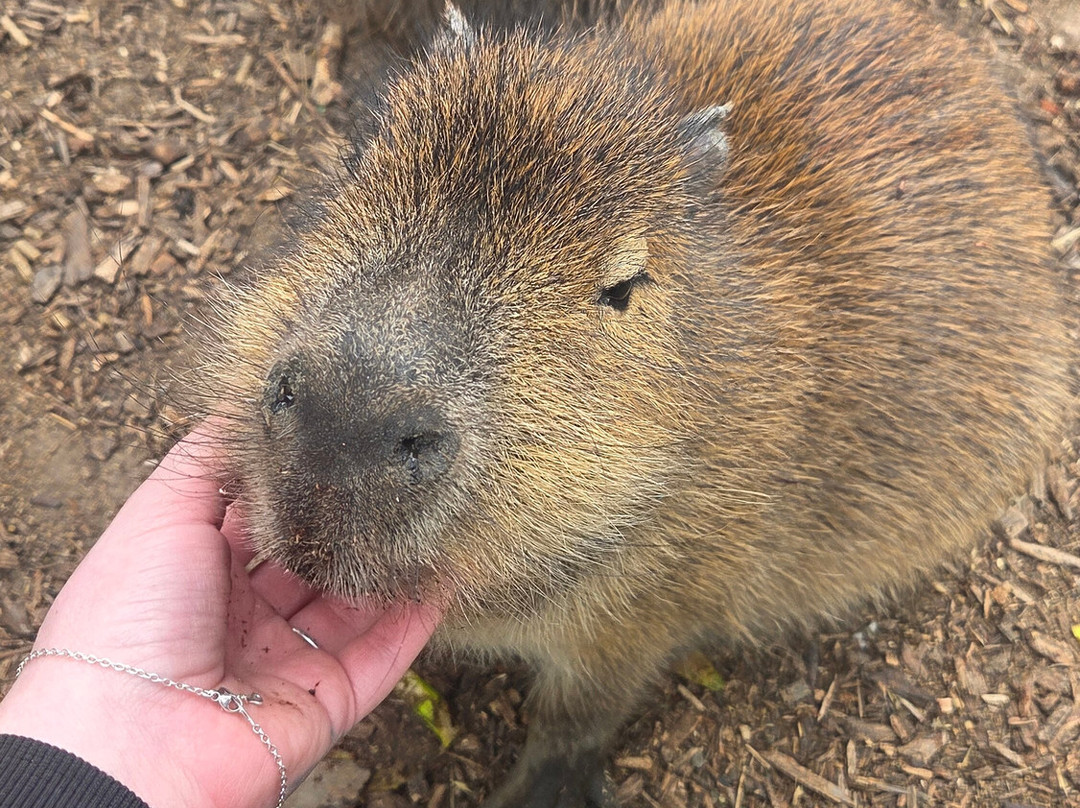 Wingham Wildlife Park-Wingham必去景点