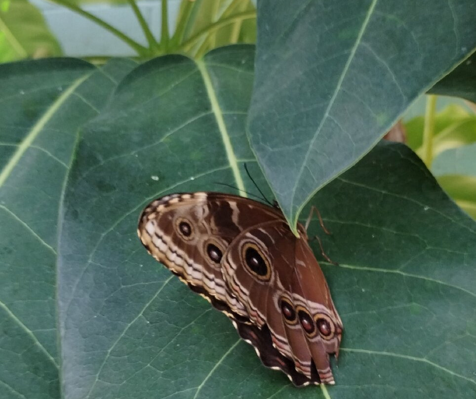 Butterfly Wonderland-斯科茨代尔必去景点