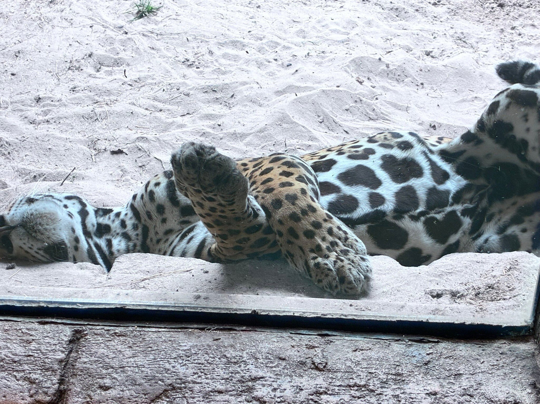 Jacksonville Zoo & Gardens-杰克逊维尔必去景点