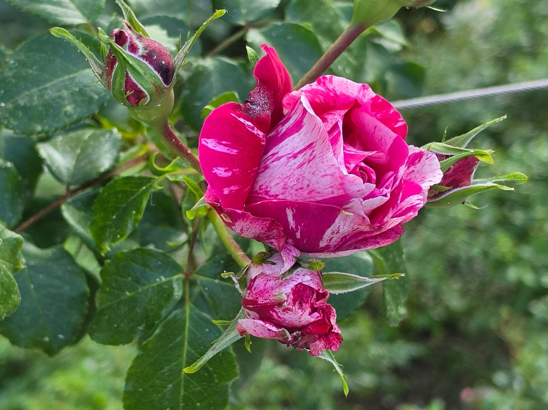 Princess Grace Botanical Garden-摩纳哥城必去景点