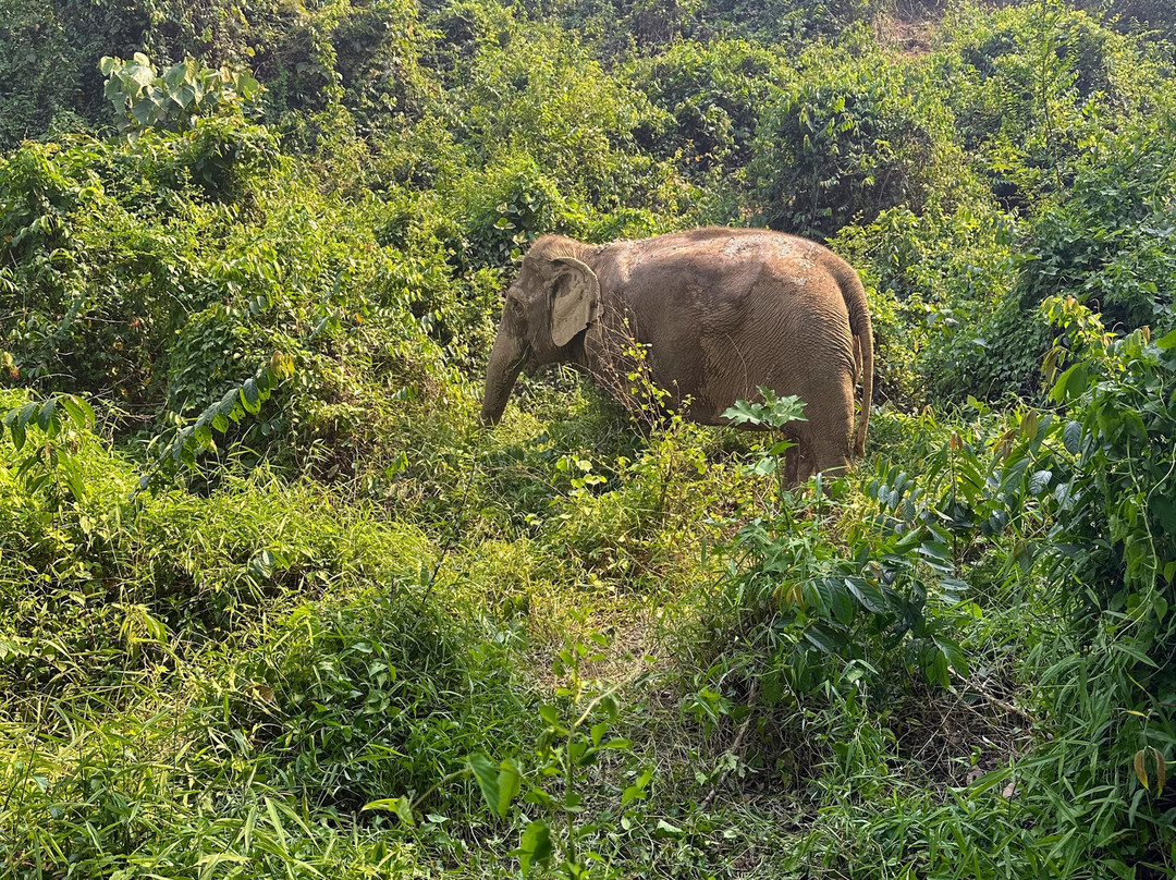 Boon Lott's Elephant Sanctuary-素可泰必去景点