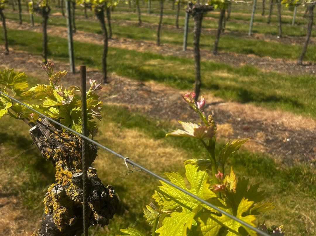 Westwell Wine Estate-Charing必去景点