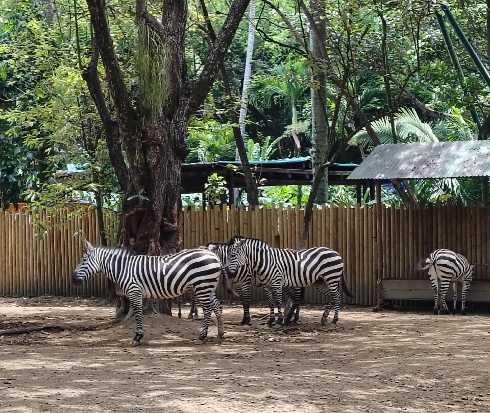 Zoologico de Cali-卡利必去景点
