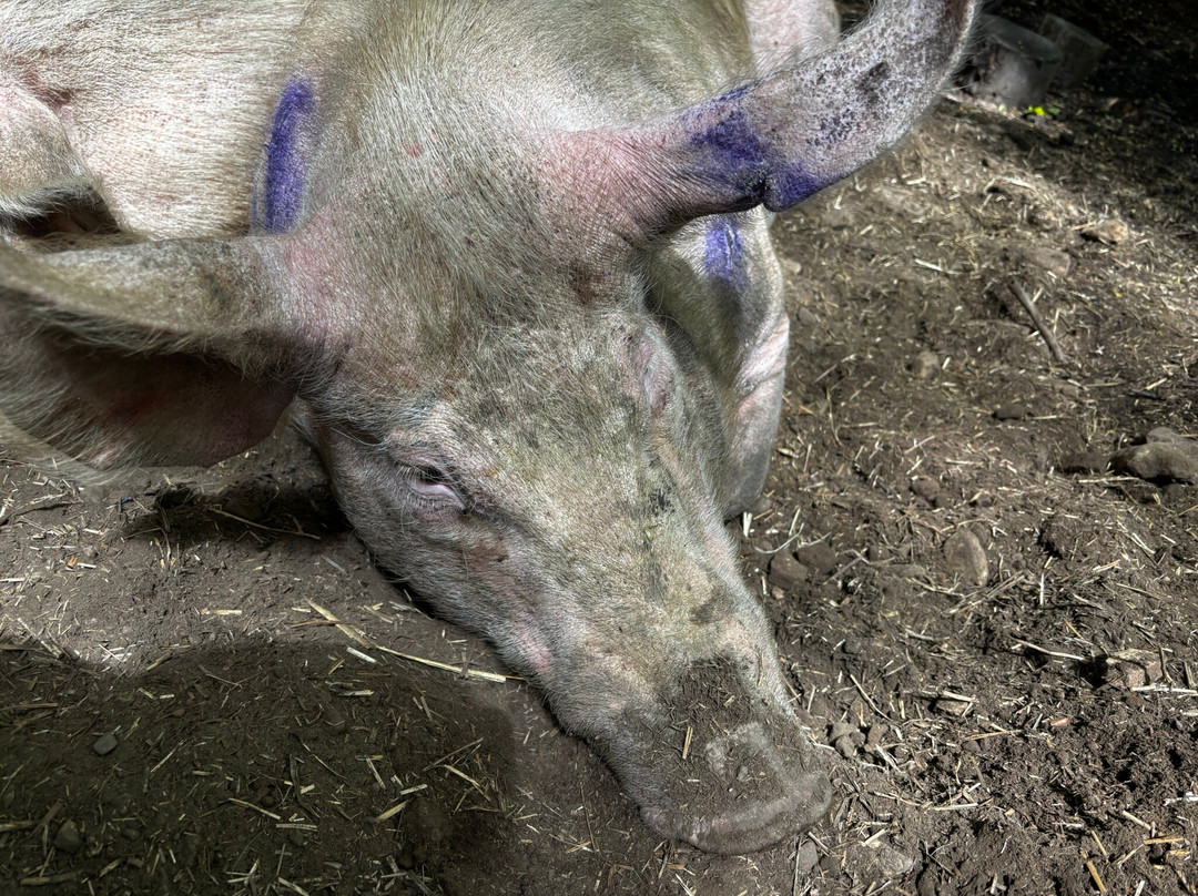 Pigs In The Wood-Huddersfield必去景点