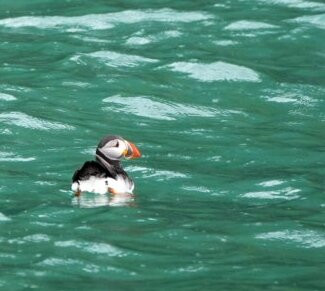 Pembrokeshire Islands Boat Trips-Marloes必去景点