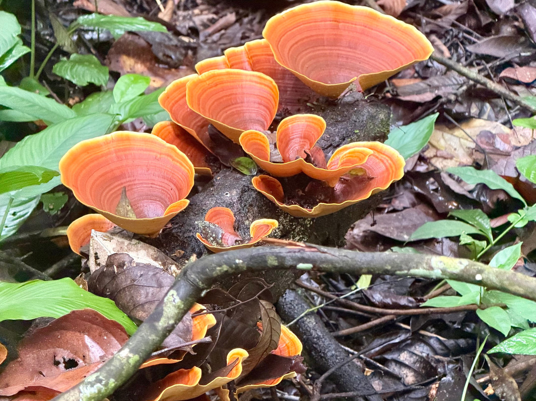 Local Jungle Trekking Guide-Ketambe必去景点