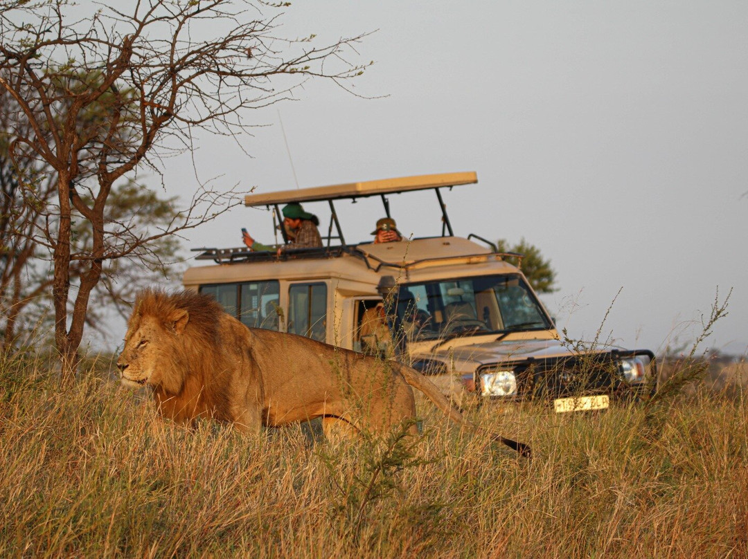 Regal African Safaris-Usa River必去景点