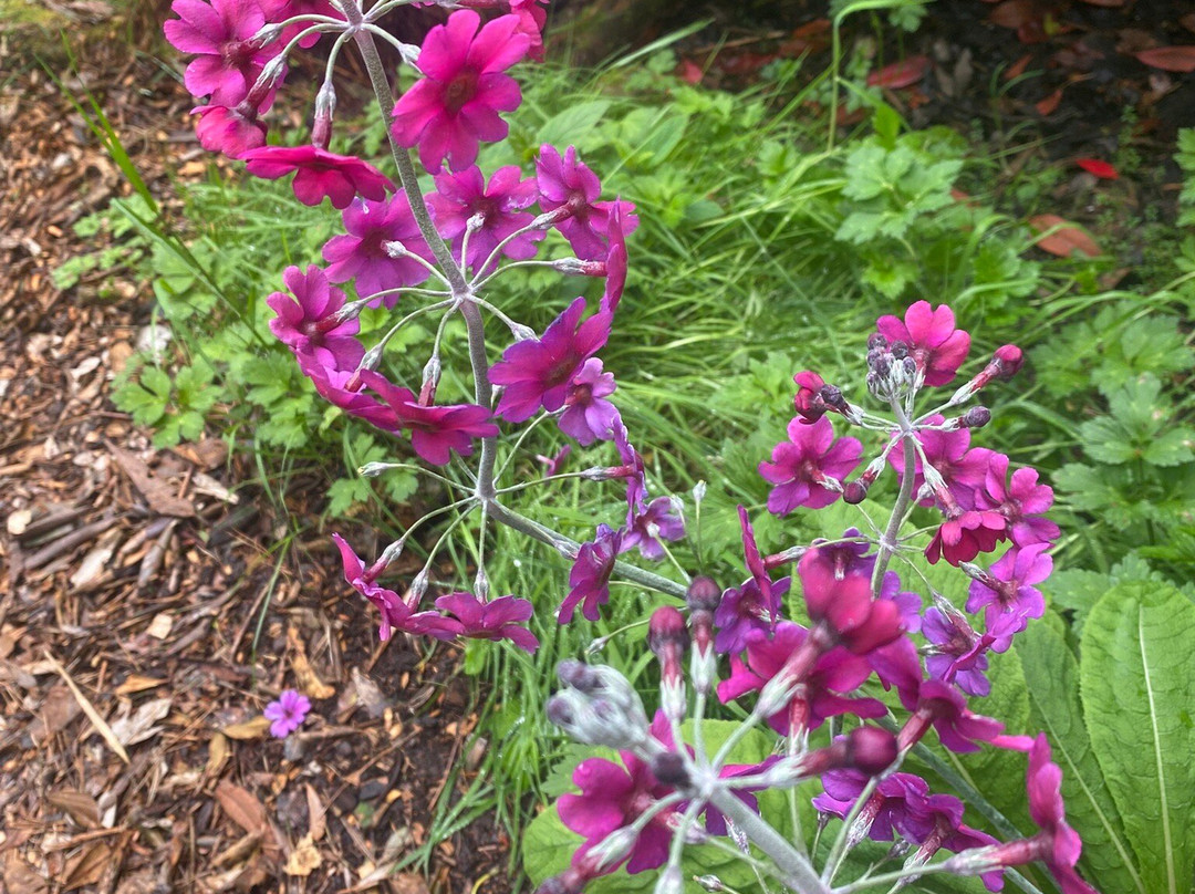 Glenwhan Gardens-Dunragit必去景点