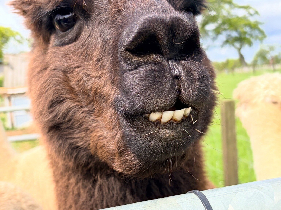 Bowbridge Alpacas Scotland-Peat Inn必去景点