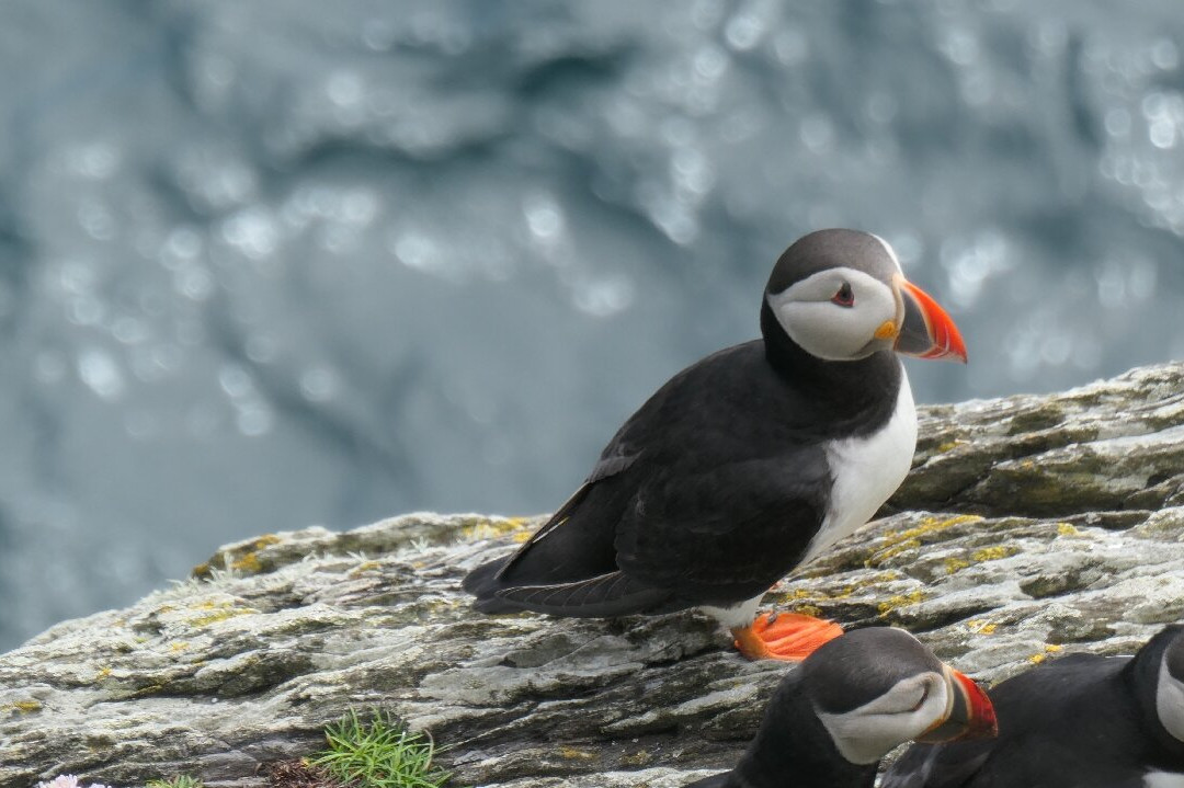 Skellig Falcon-Ballinskelligs必去景点