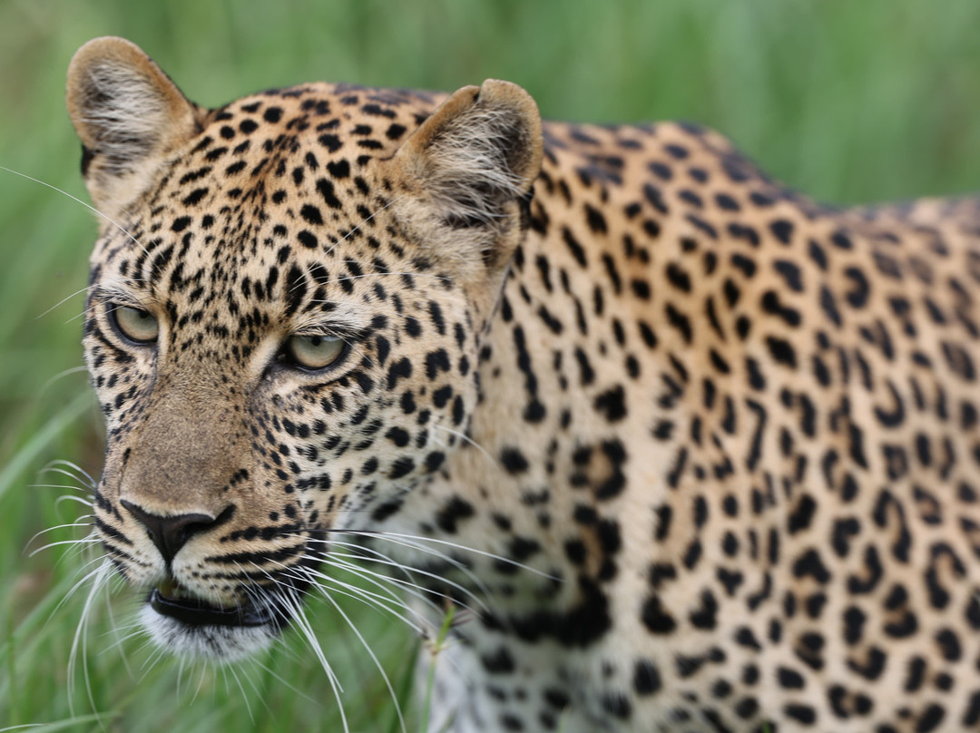 Maasai Mara National Reserve-纳罗克必去景点
