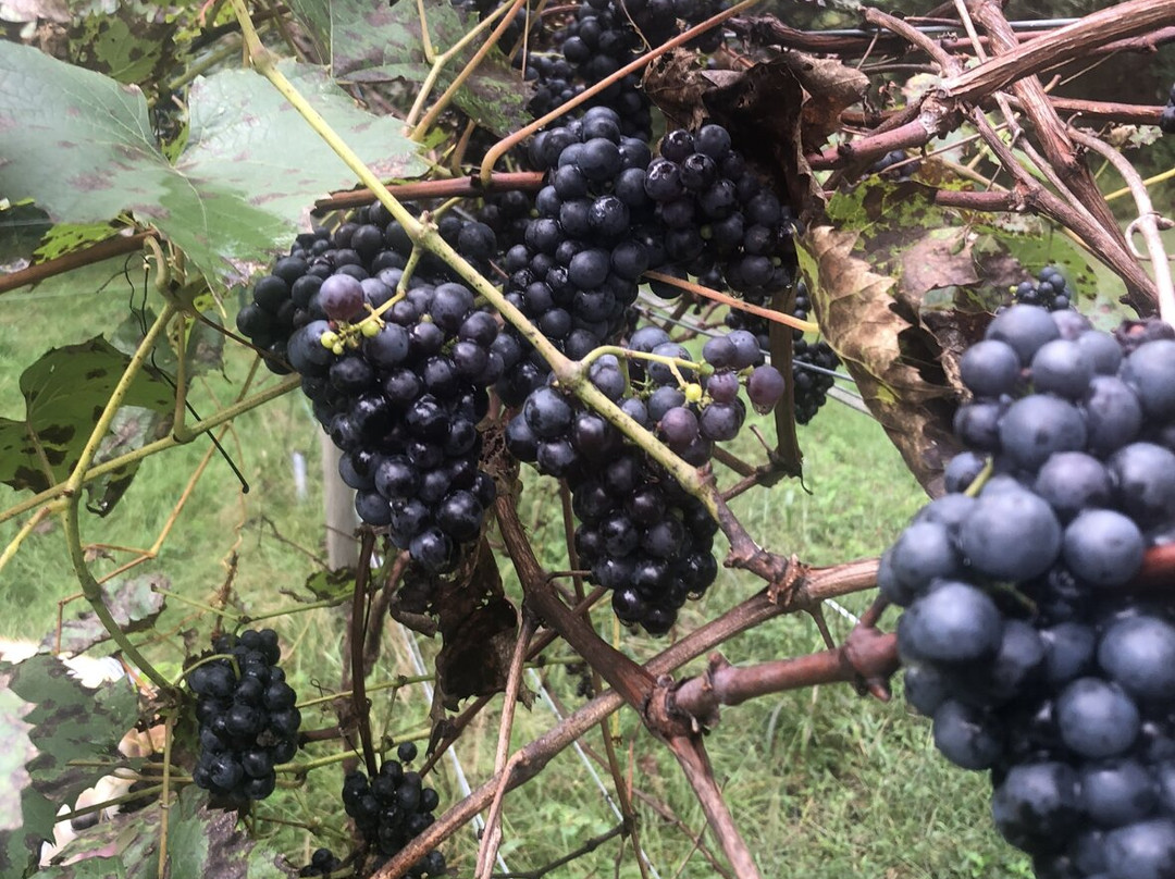Winterhawk Vineyards-South Kingstown必去景点