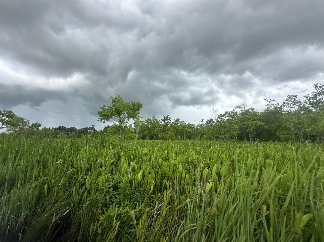 Ragin Cajun Airboat Tours-新奥尔良必去景点