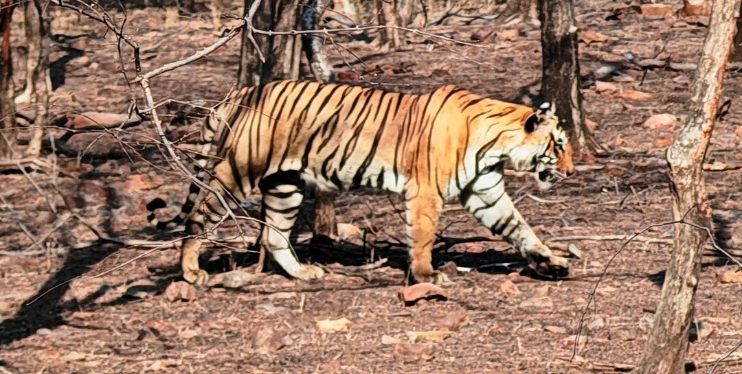 Ranthambore National Park-Ranthambore National Park必去景点
