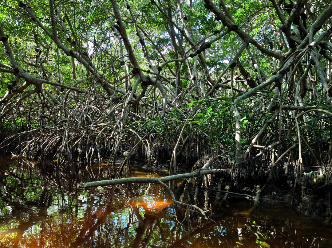 Reserva de la Biosfera Ría Celestún-塞莱斯顿必去景点