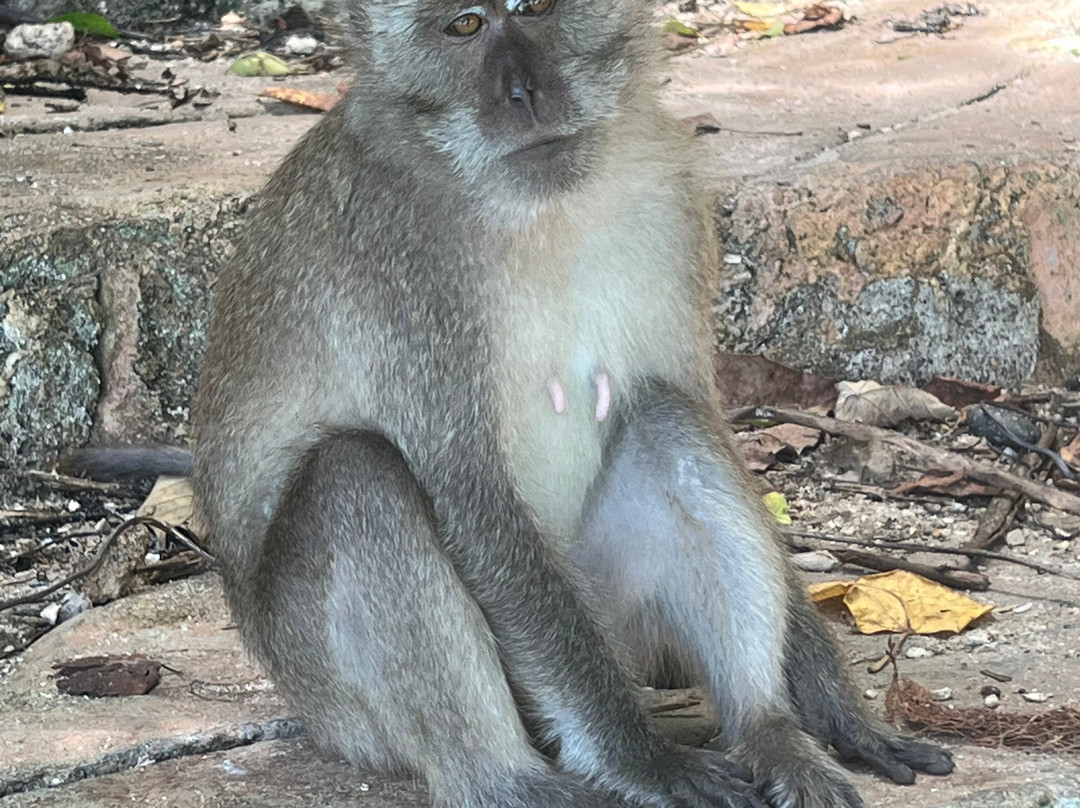 Phuket Tours Transfers-迈考必去景点