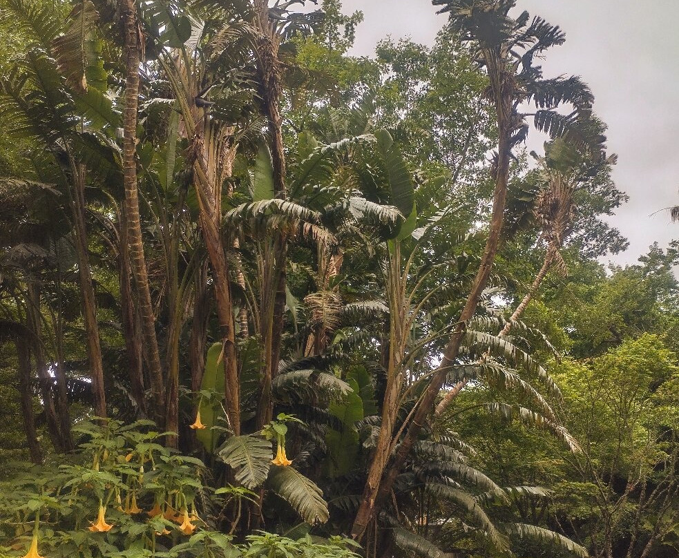 Jardim Botânico António Borges-蓬塔德尔加达必去景点