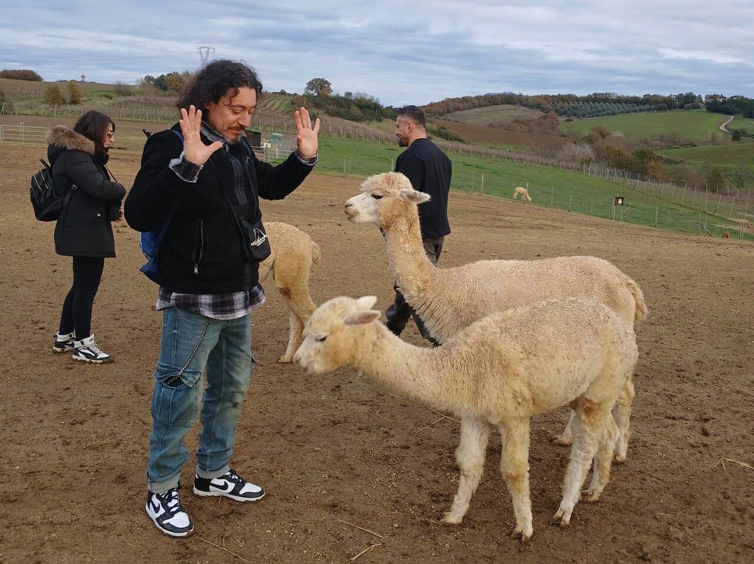 Albus Alpacas-Sasso d'Ombrone必去景点