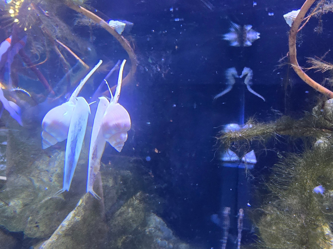 Boca Aquarium-博卡拉顿必去景点